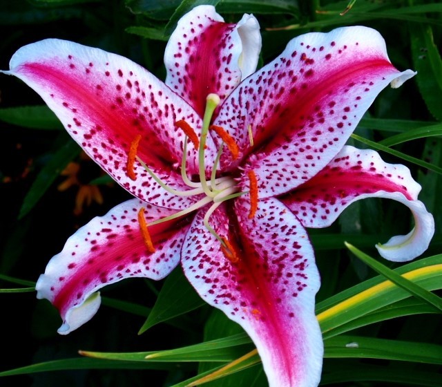 (3) Attractive Deep Red Lily Beautiful New Flower Bulbs, Perennial Check Store