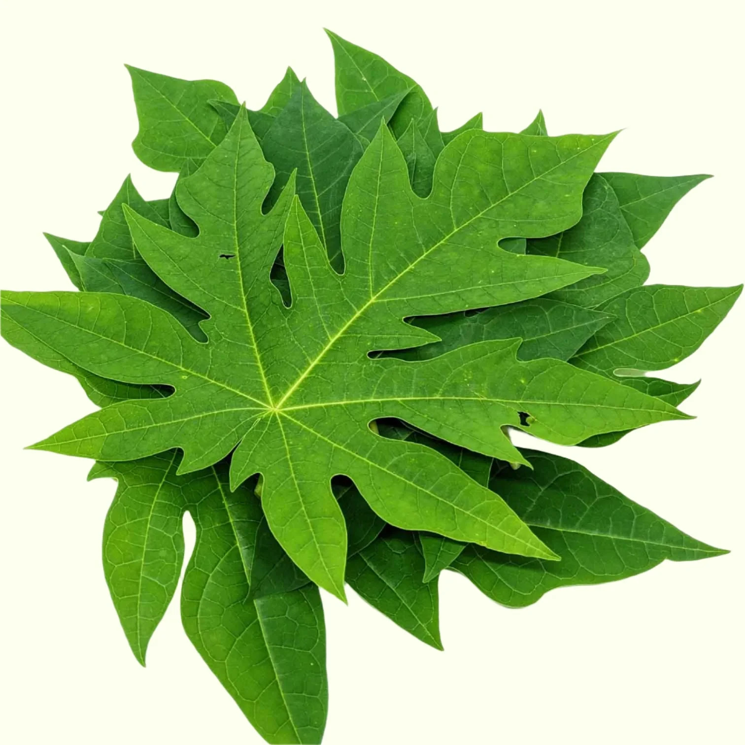 10 Fresh Organic Papaya Leaves hand picked naturally grown