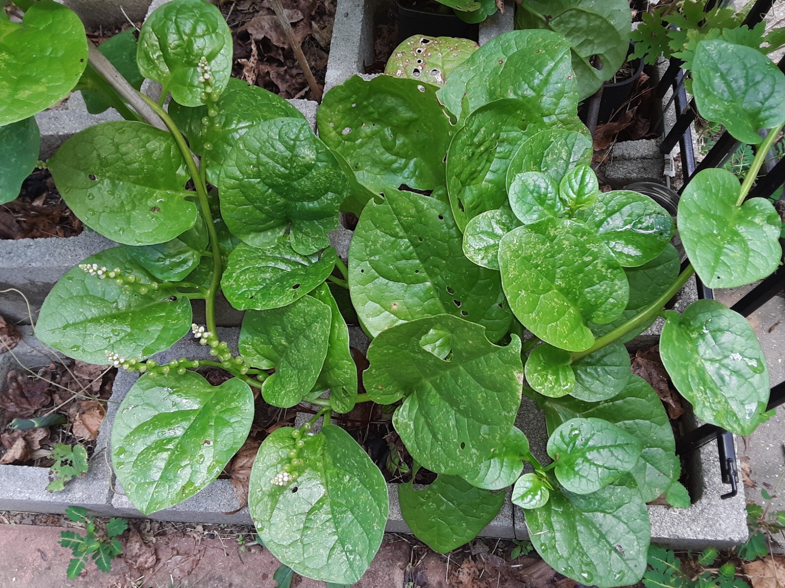 25+Green Malabar Spinach seeds(Asian spinach, MongToi Mu er cai ,Vine Spinach).