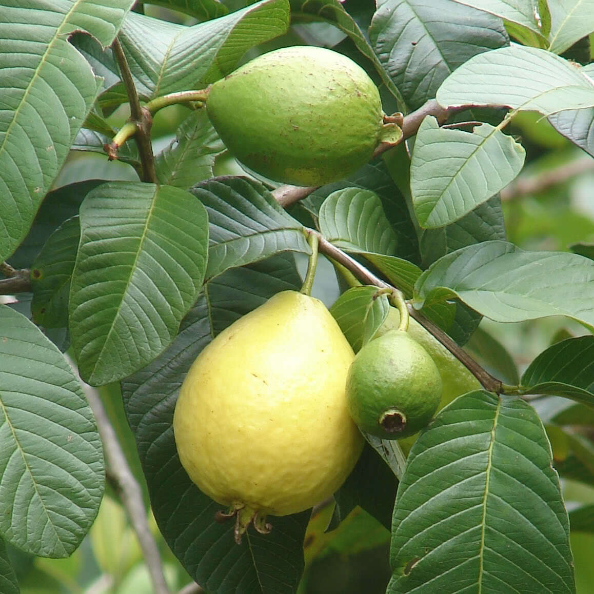 Guava Fruit Hawaiian Seeds 1Pack
