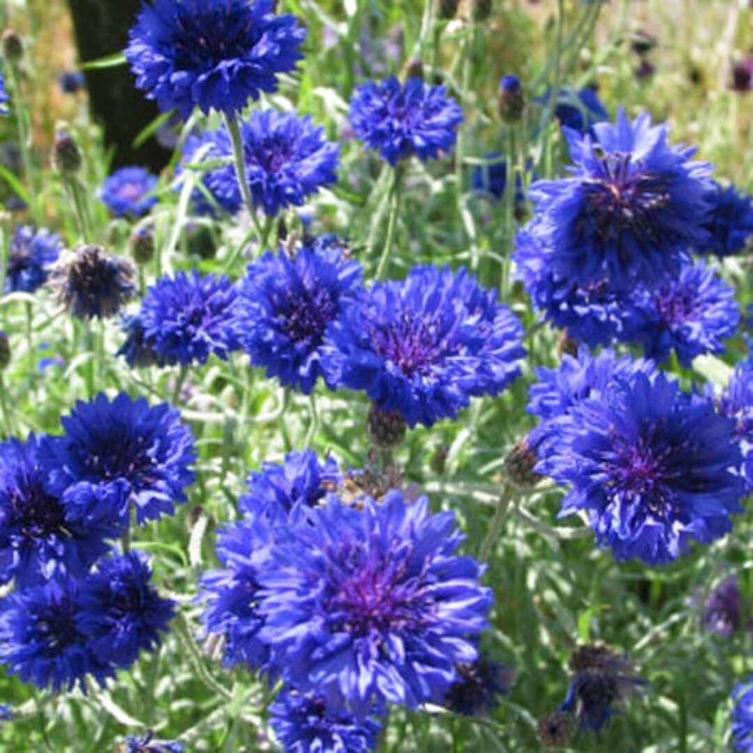 500 Tall Blue Centaurea Cornflower | Bachelor Button | Wildflower | Flower Seeds