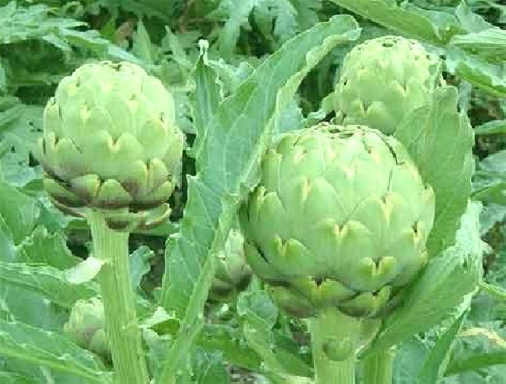 50 Seeds Green Globe Artichoke Seeds E163 – Easy Grow Centuries Old Heirloom