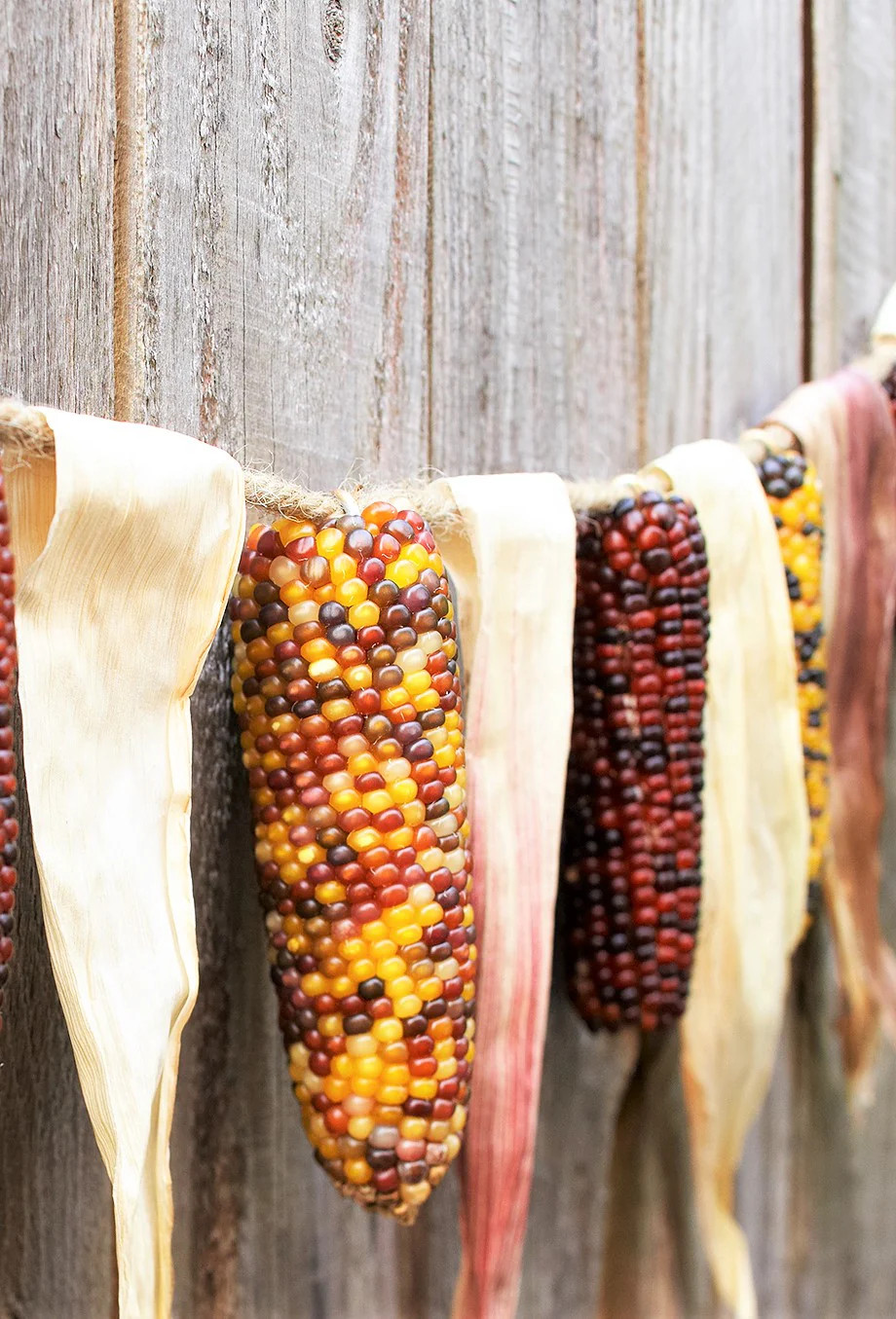 Red Husk Rainbow Ornamental Corn Seeds | Glass Gem Color Flint Popcorn Seed 2024