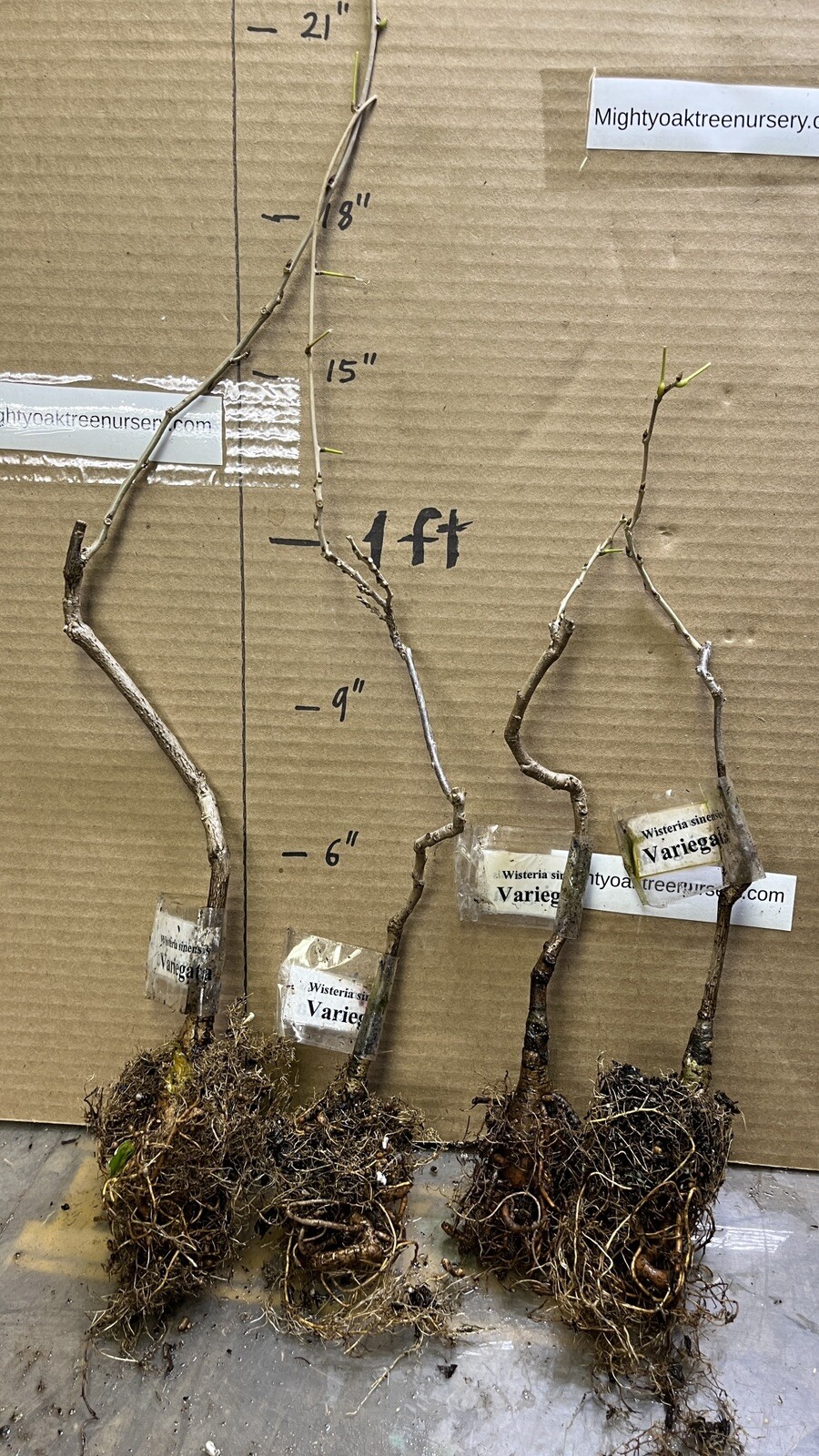 2 year old Wisteria sinensis Variegata 12-18 inches tall, grafted plant