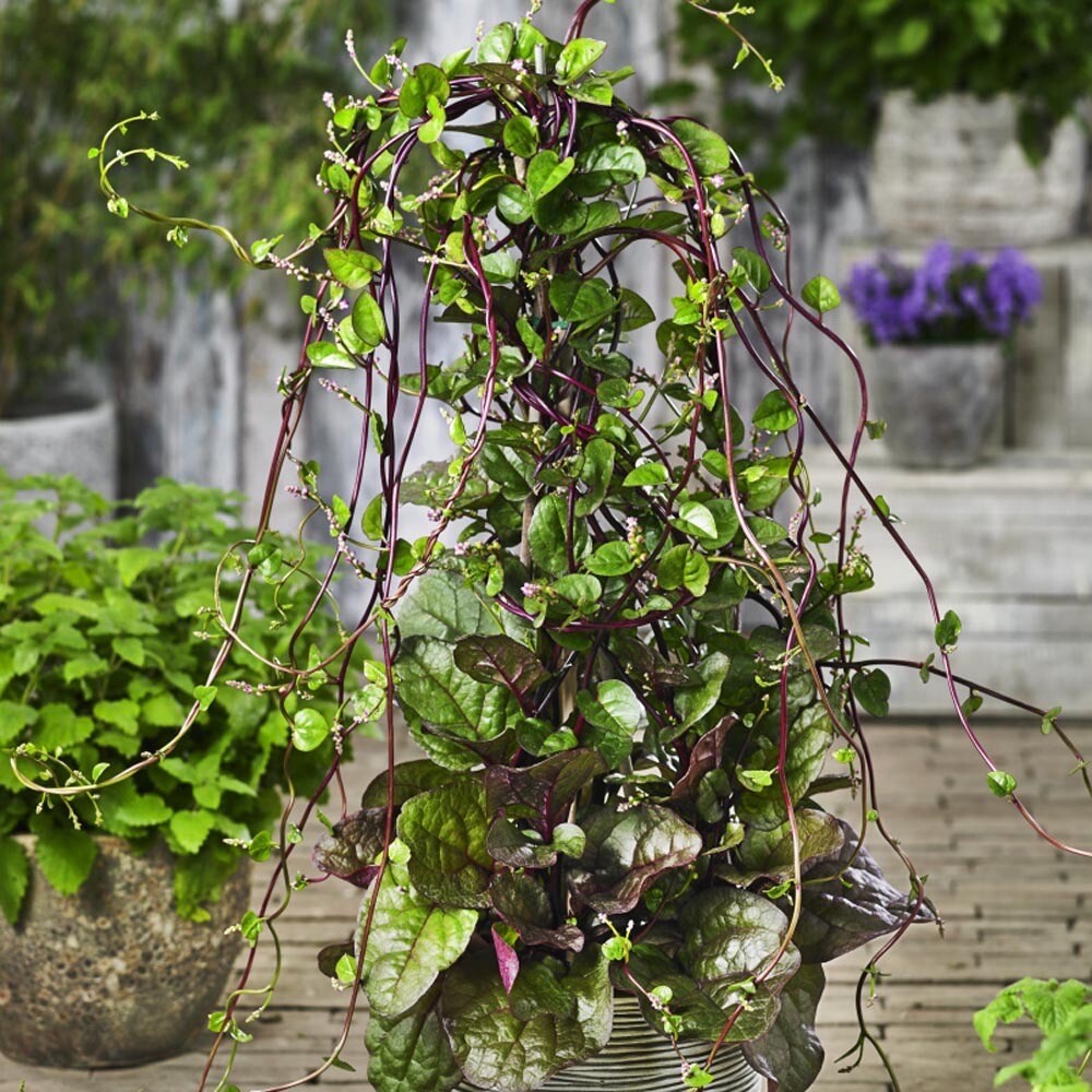 150+ SEEDS Red Malabar Spinach | Alugbati | Phooi Leaf | NON-GMO
