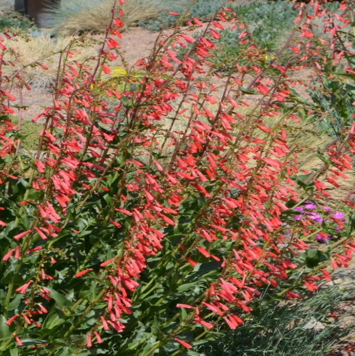 Penstemon PURPLE DREAM MIX Perennial Beardtongue Red for Hummingbirds 200+ Seeds