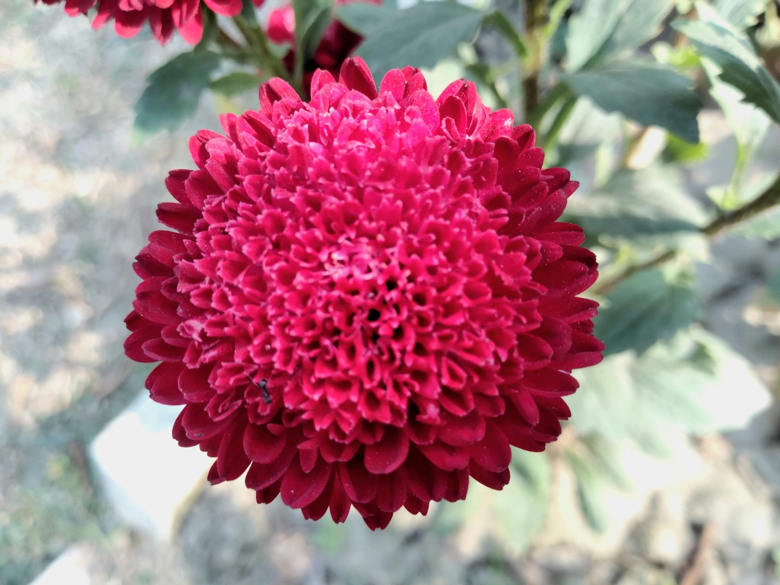 250 RED CHINA ASTER Callistephus Chinensis Flower Seeds *Flat S/H