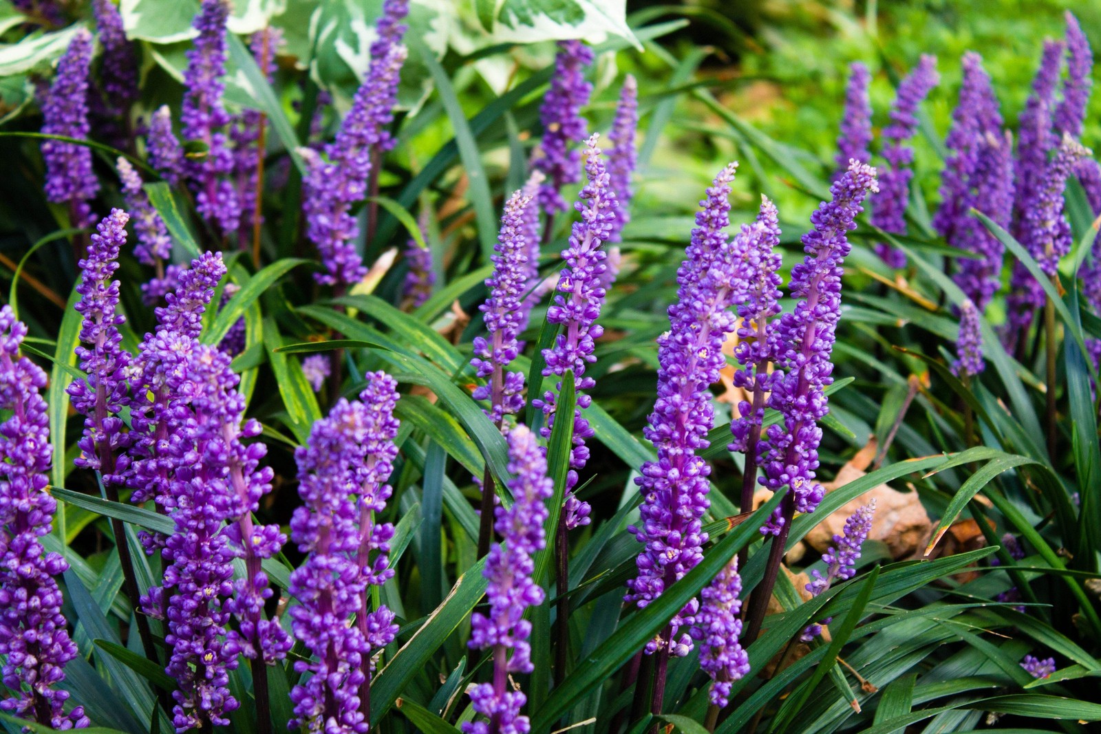 5 LILYTURF Liriope Muscari aka Big Blue Lily Turf / Monkey Grass Flower Seeds
