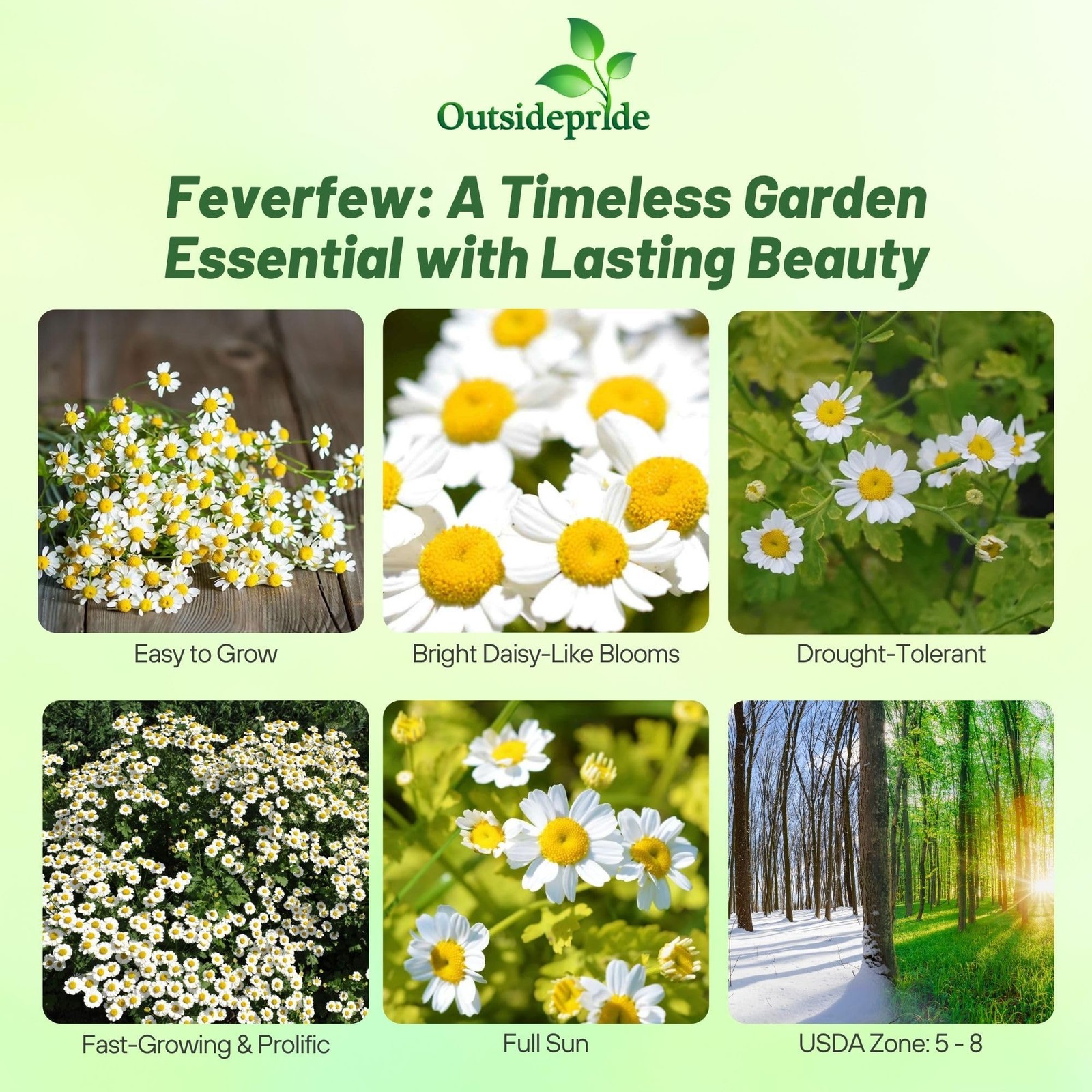 Feverfew Chrysanthemum Seeds 5000 Pcs, Perennial Flower Seeds for Gardens