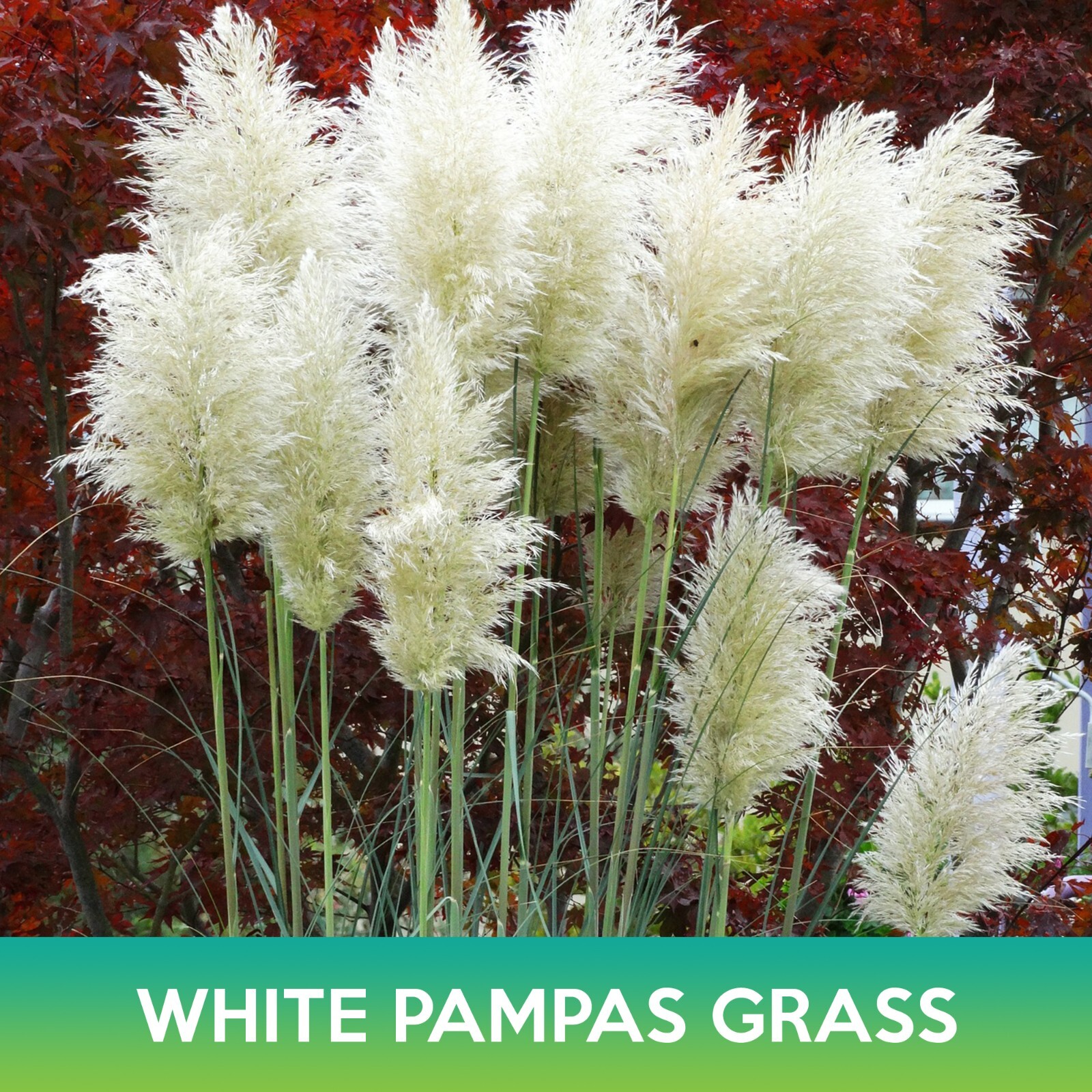 White Pampas Grass Seeds, Ornamental Grass