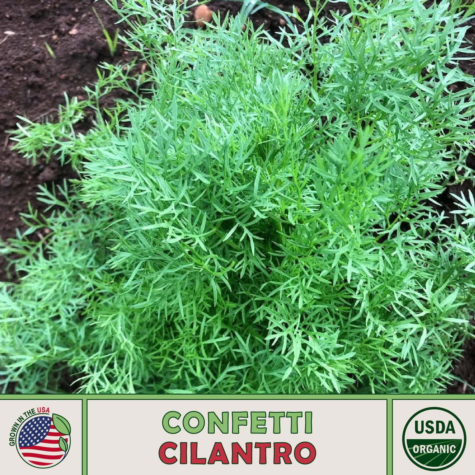 500 Confetti Cilantro Seeds, Open-Pollinated, Culinary Herb, Genuine USA