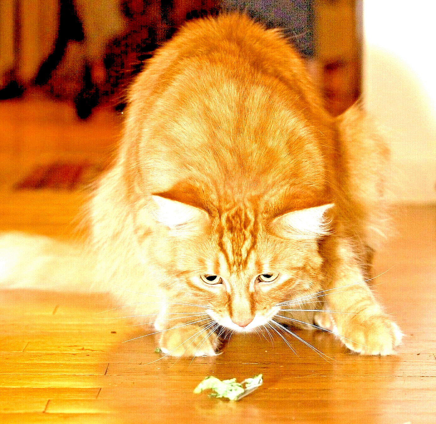 1000+ CATNIP SEEDS PERENNIAL SPRING MOSQUITO BUG REPELLING NON-GMO HEIRLOOM HERB