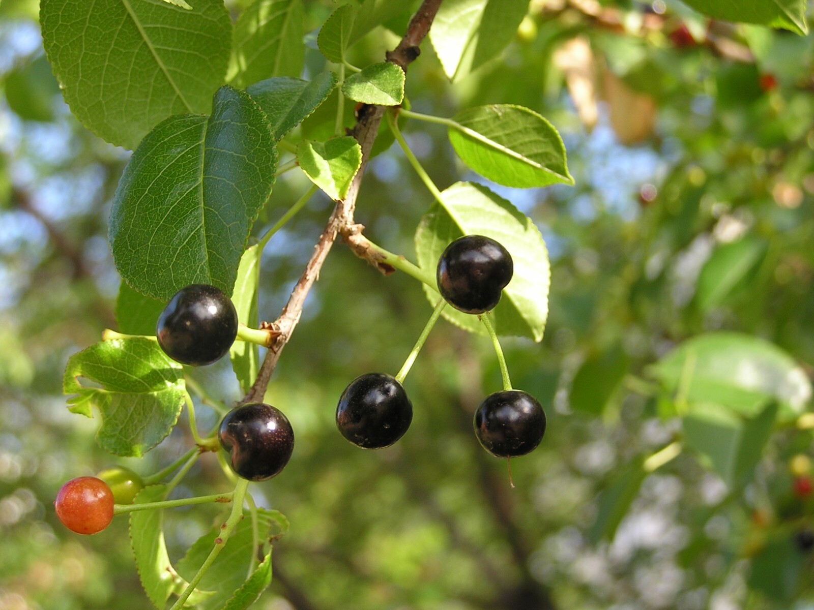 Arabian Cherry Tree | Premium Seeds | Prunus mahaleb ‘Fall’ | Plants’®