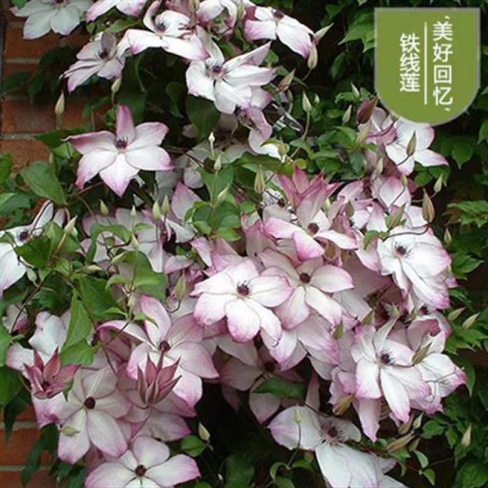20 EXOTIC RARE CLEMATIS SEEDS garden flower plant vine climber USA SELLER USPS