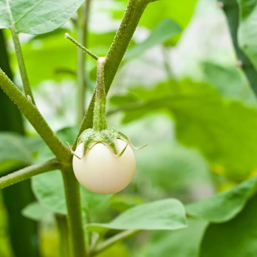 20+ White Round African Eggplant Seeds Ca Phao Trang Solanum melongena Organic