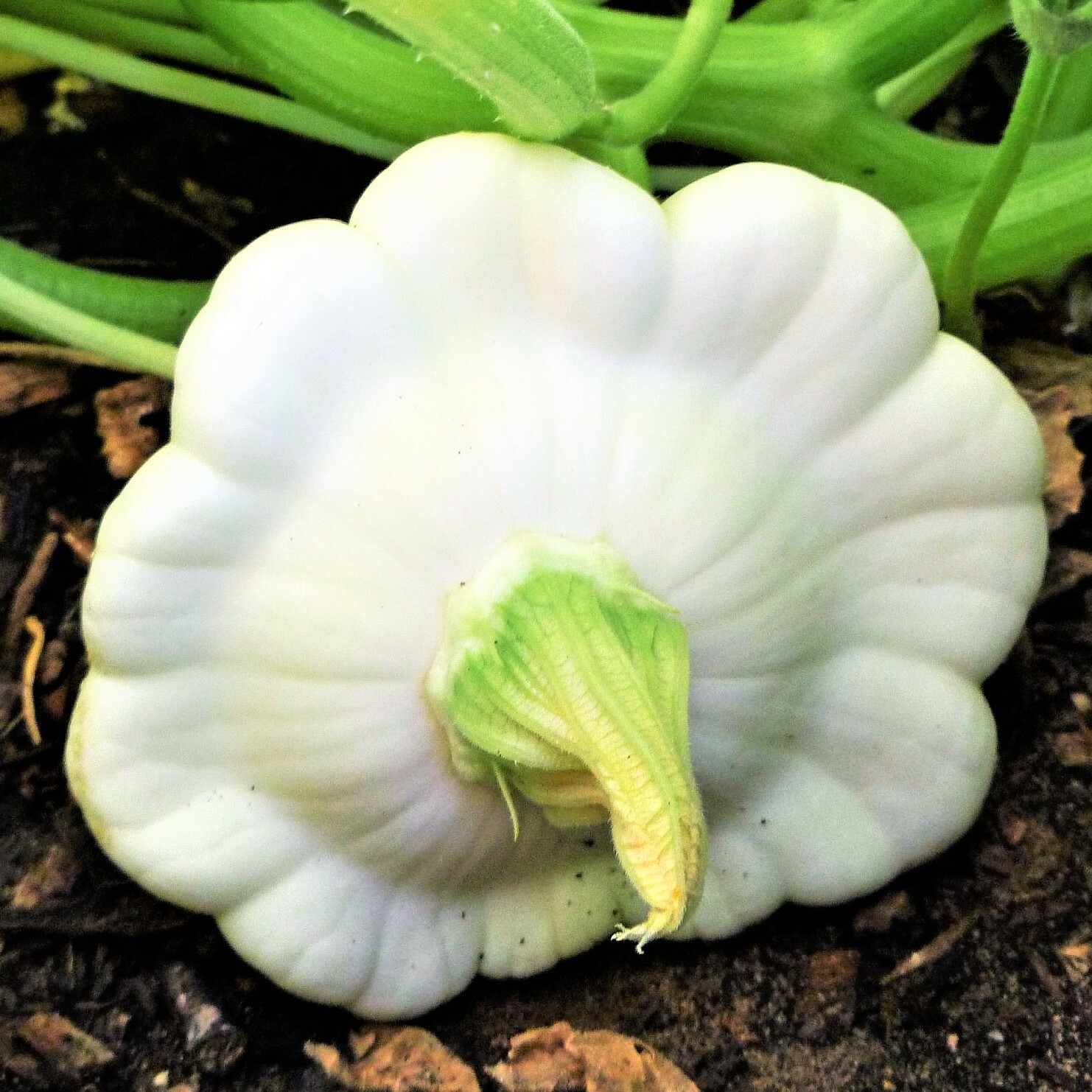 Early White Patty Pan Seeds | Bush Scallop Summer Squash Vegetable Seed New 2024