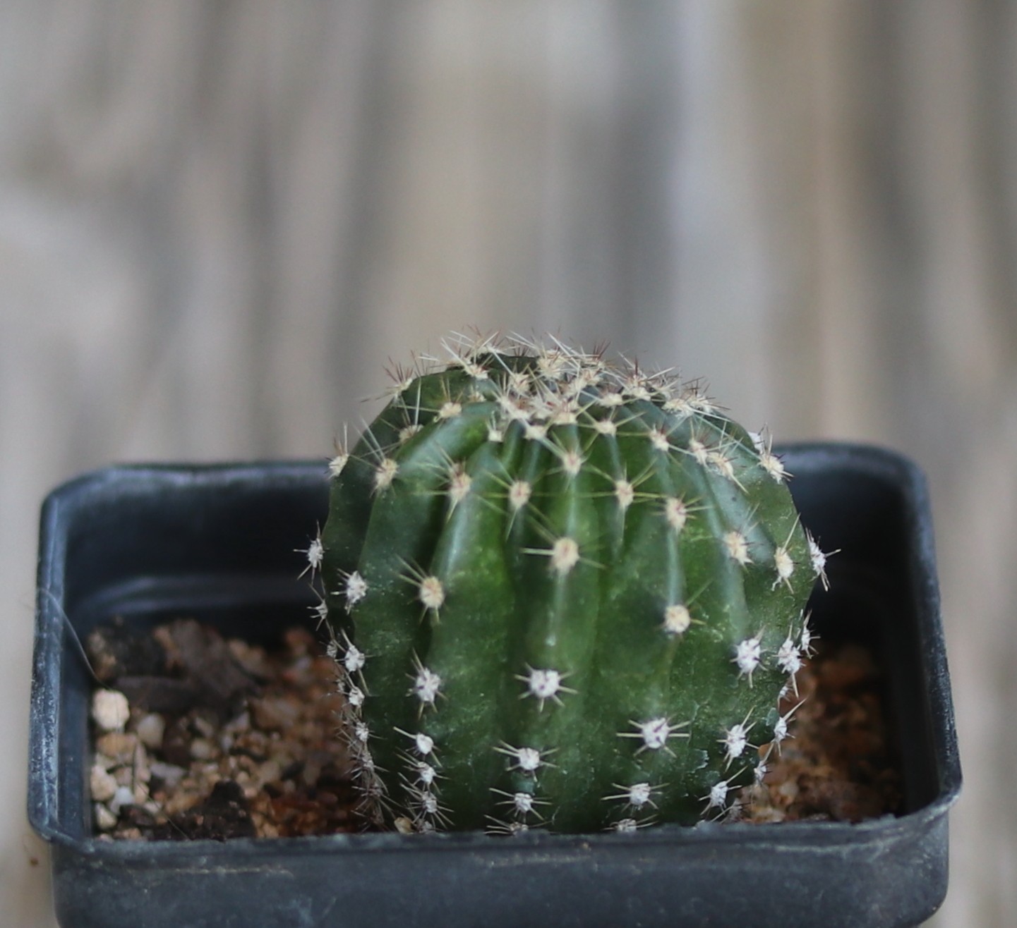Echinopsis hybrid ‘Pink Too’