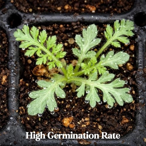 8000+ Yarrow Seeds for Planting – 5 Packs Colors Mixed, Achillea Millefolium