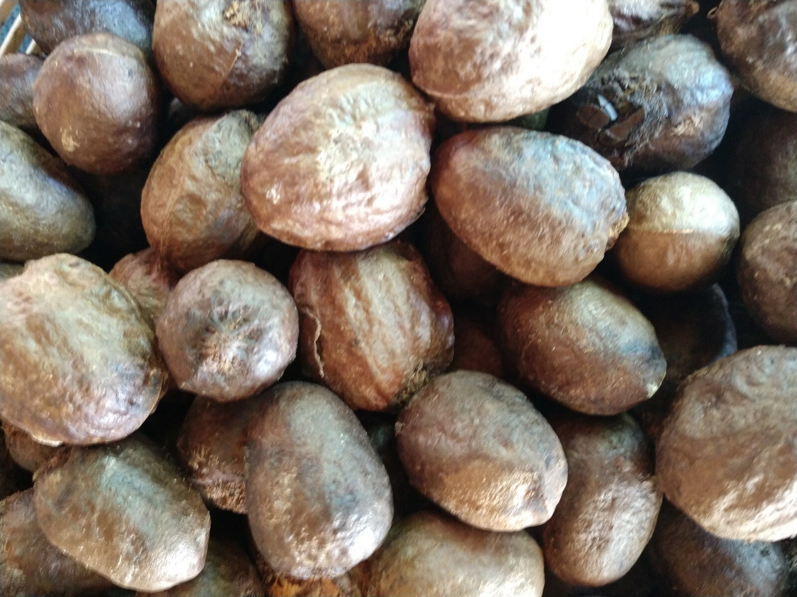 100+ Silver Bismark Palm Tree BISMARKIA NOBILIS Free Shipping Ready to plant.