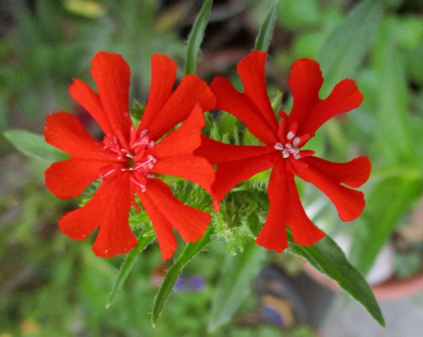 Lychnis Chalcedonica – Maltese Cross seed
