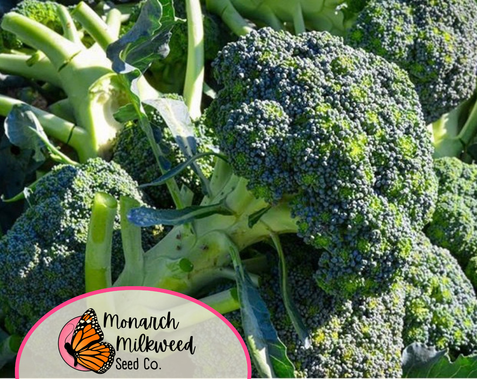 2500+ Broccoli Seeds ‘Waltham 29’ | Heirloom, Non-GMO, Vegetable Gardening Seed