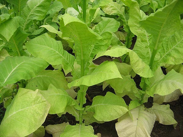 1000 Helena Tobacco Seeds ~ Smooth Mild Nicotiana Tabacum ~ Good Yields! ~ Early