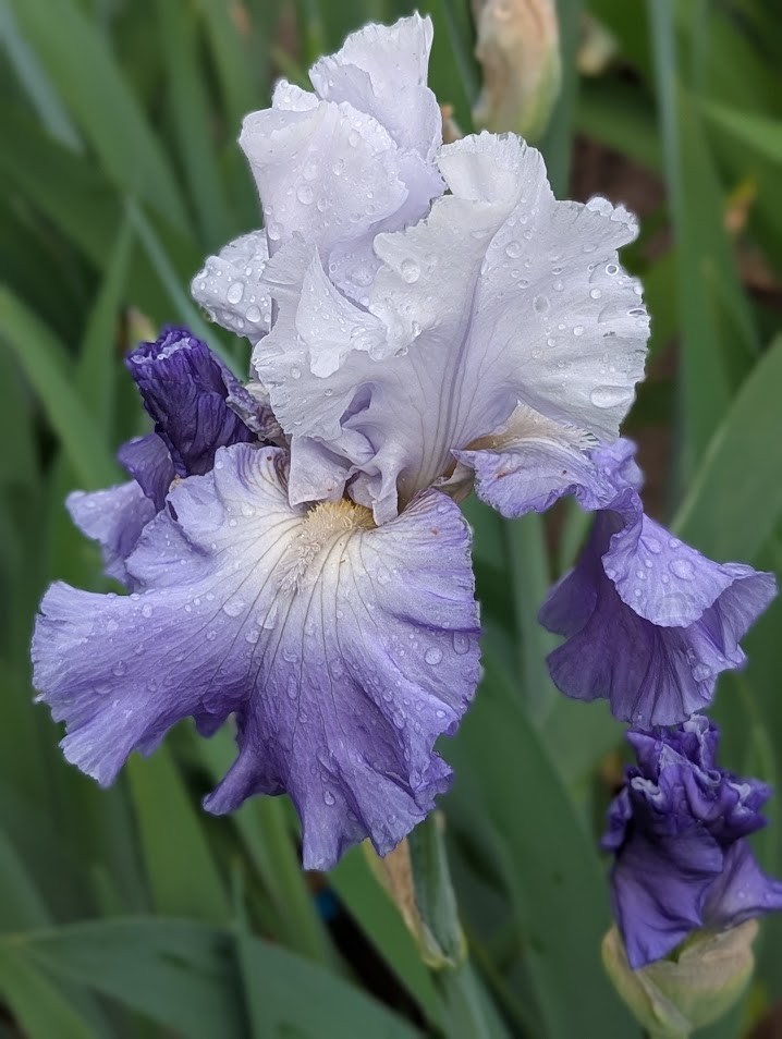 ‘October Sky’ ‘Tall Bearded Iris Rhizome PRE-SALE to Ship Aug/Sept