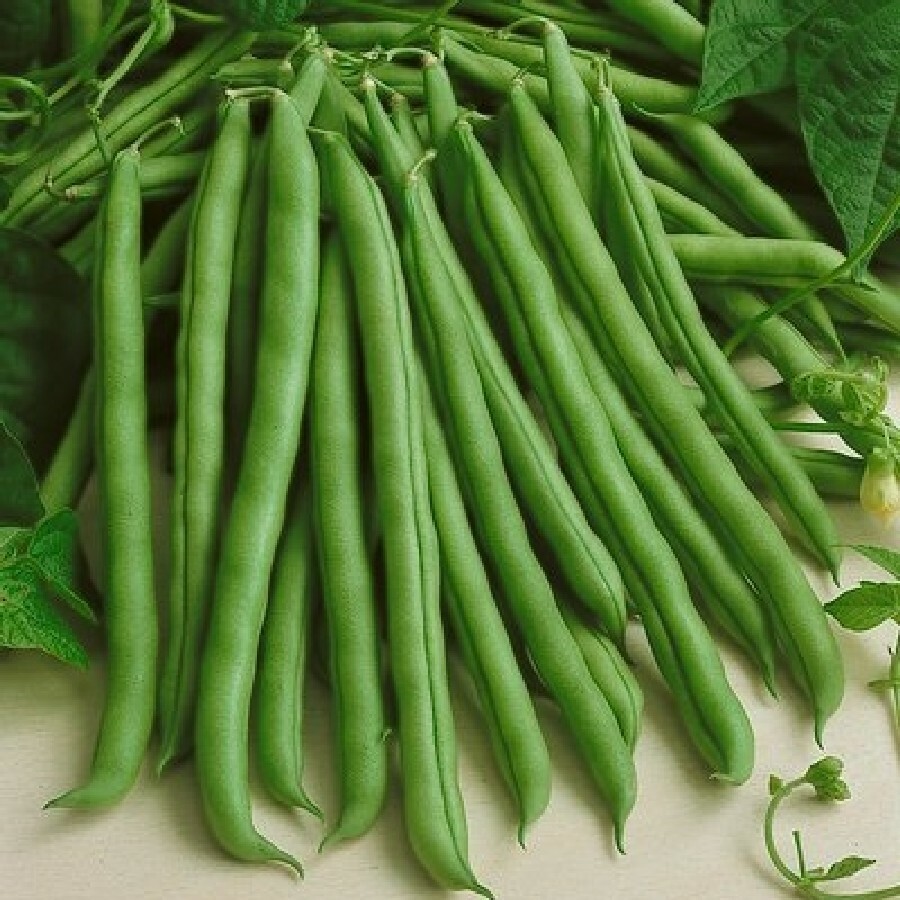 Kentucky Wonder Green Bean Seeds, Pole | Non GMO Runner Beans Snap Pea Seed 2024