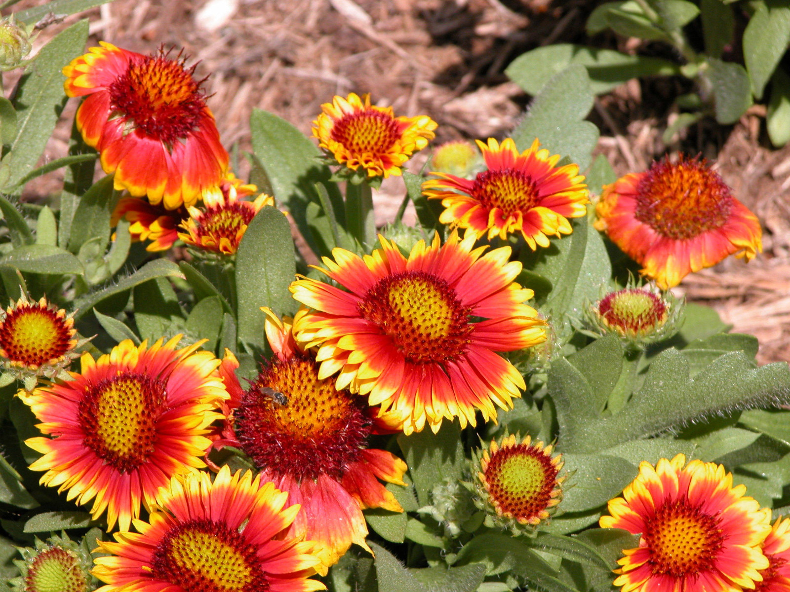 blanket flower, DROUGHT TOLERANT, 70 seeds! GroCo USA – BUY ANY 10 – SHIPS FREE!