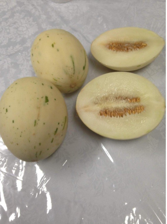 10 Snow Leopard Melon Seeds Unique Beautiful Rare White flesh fruit Asian small