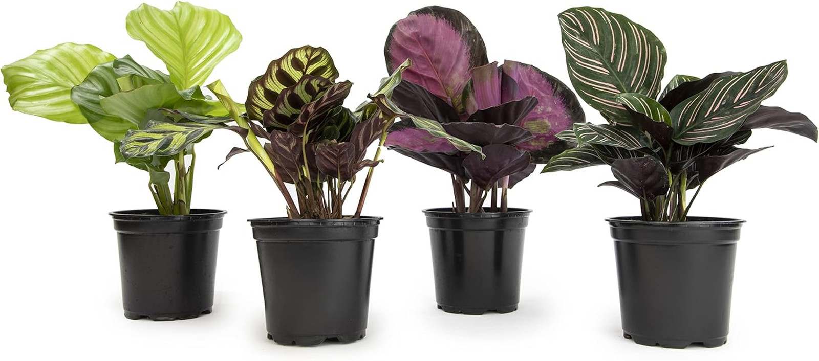 Live Calathea Houseplant (4 Pack), Pet Safe Plants for Cats & Dogs, Makoyana, Ra