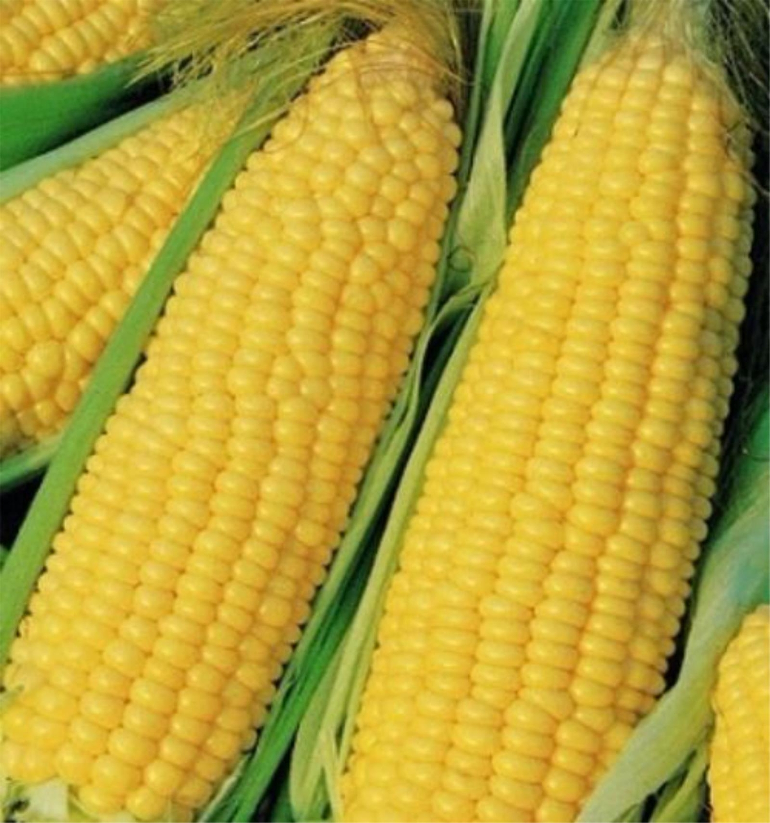 Truckers Favorite Yellow Corn, 1 Pound Pack, Grown in the USA, Heirloom, NON-GMO