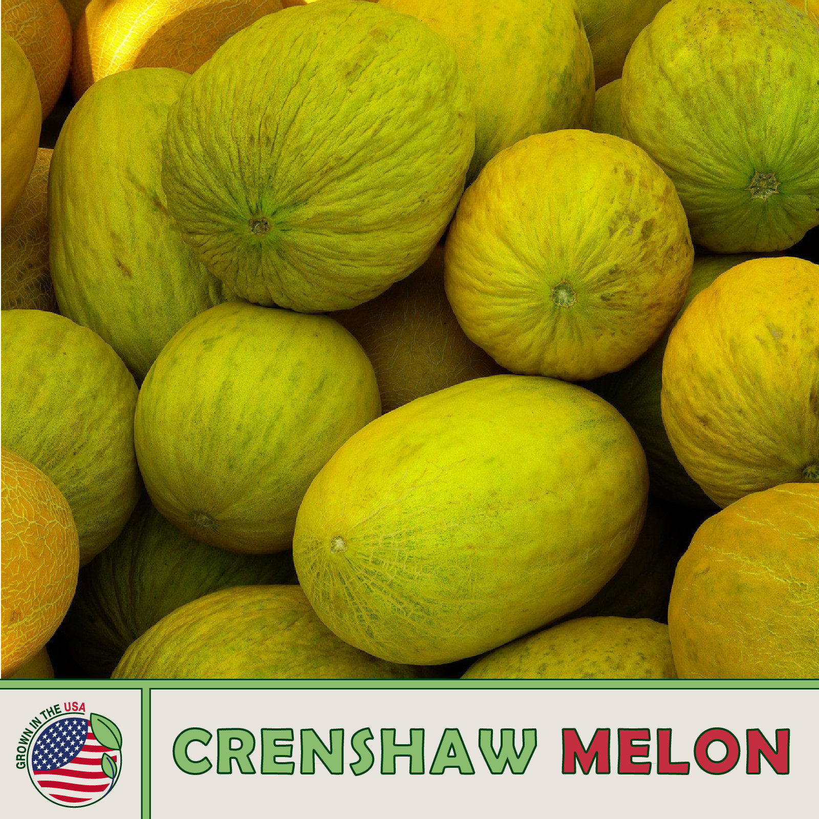 25 Crenshaw Melon Seeds, Heirloom, Non-GMO, Genuine USA