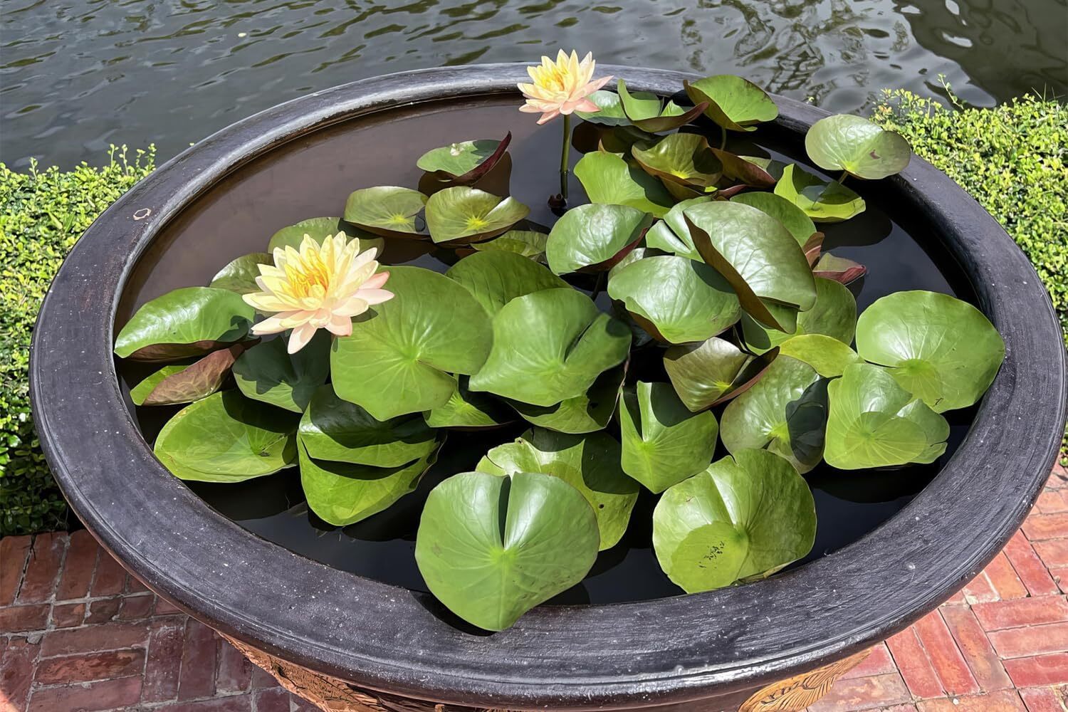 60 Pcs Mix Bonsai Bowl Lotus Seeds, Water Lilys Flower Plant, Lotus Seeds
