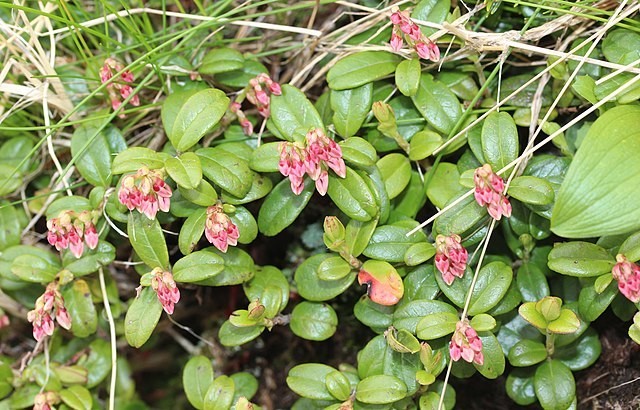 Vaccinium vitis-idaea | Lingonberry | 10 Seeds