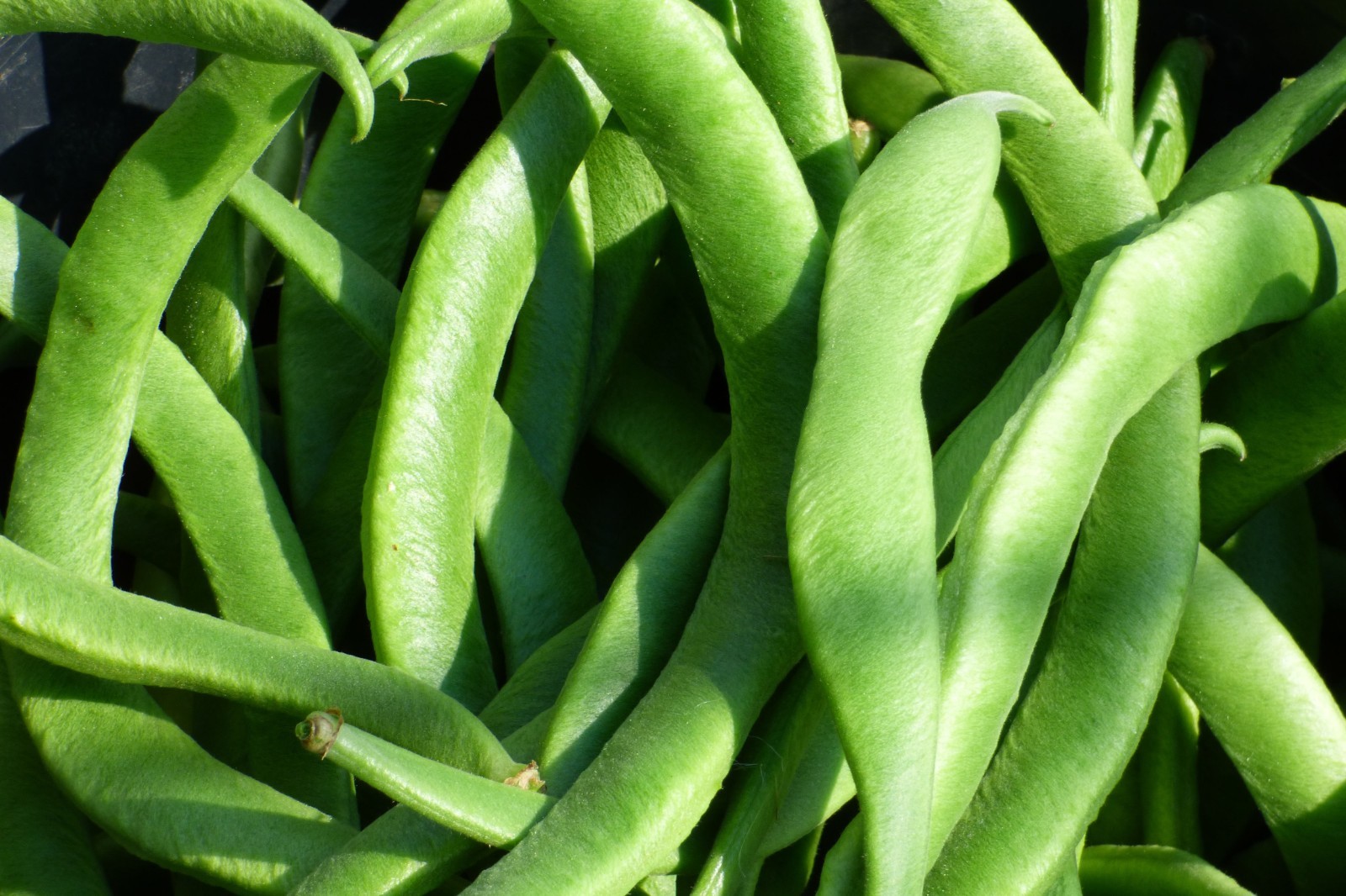 White Half Runner Green Bean Seeds Small Space Gardening High Yields