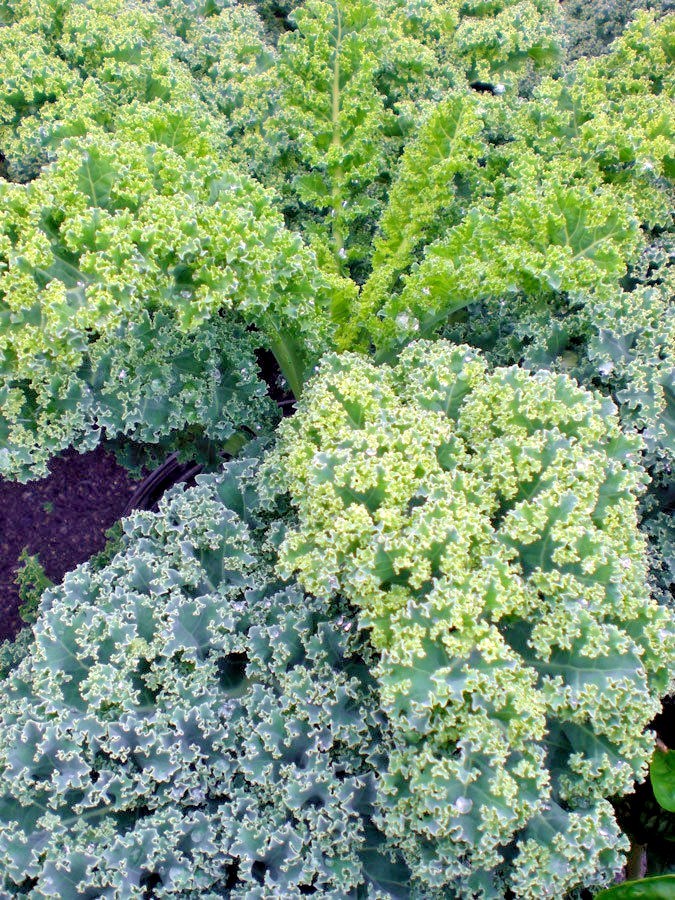 601+VATES Blue Curled Scotch KALE Seed Organic Spring Fall Garden Container Easy