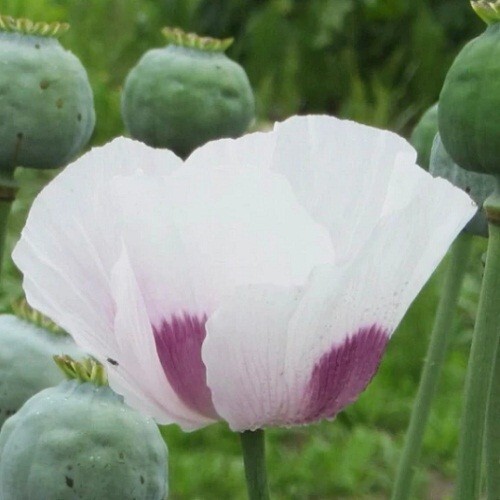 20,000 Fresh Organic Czech Republic Papavear Somniferum Poppy Seeds for Planting
