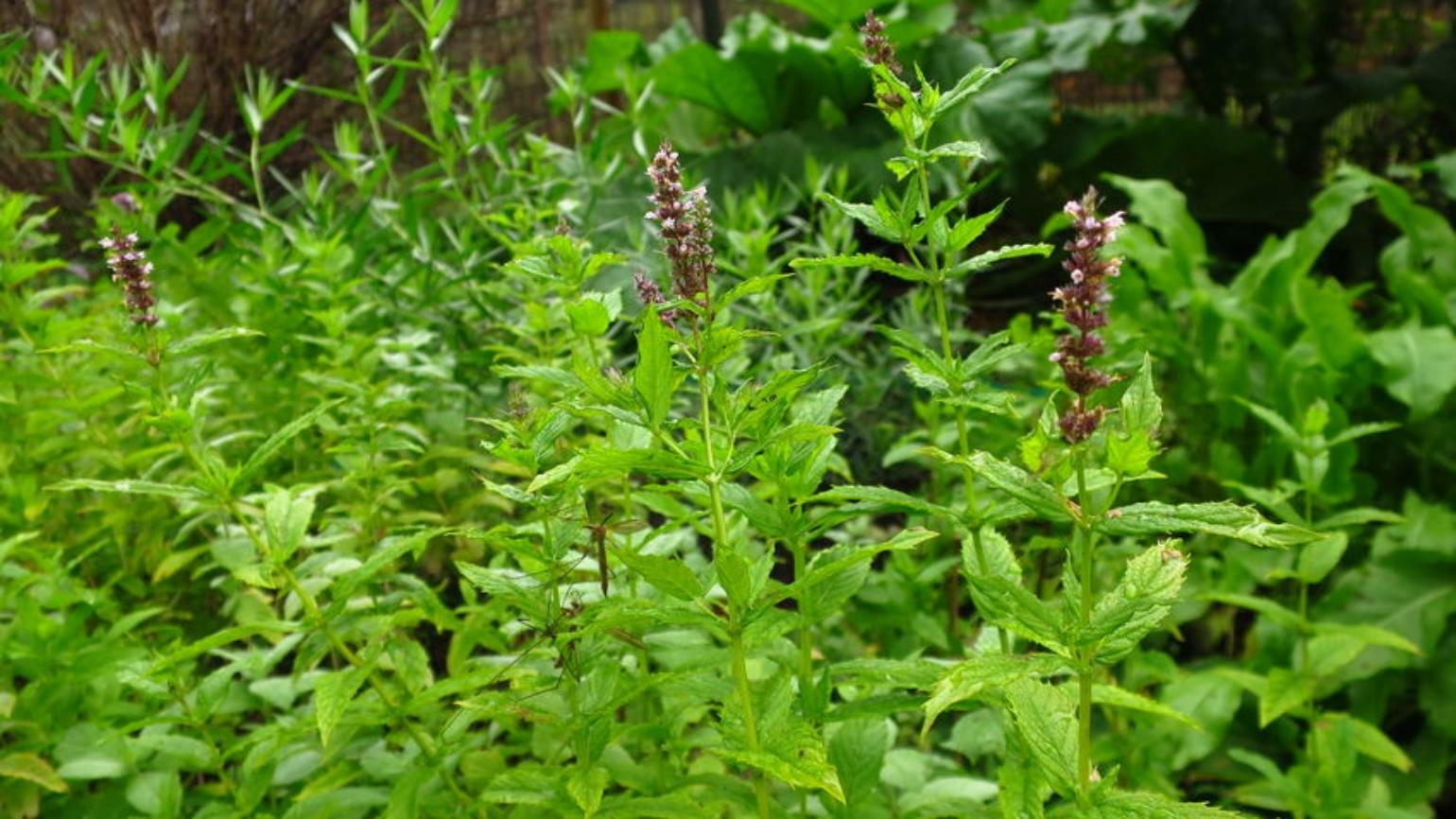 500++ Seeds Spearmint (Mentha Spicata) herb for tea , Organic 2024 season