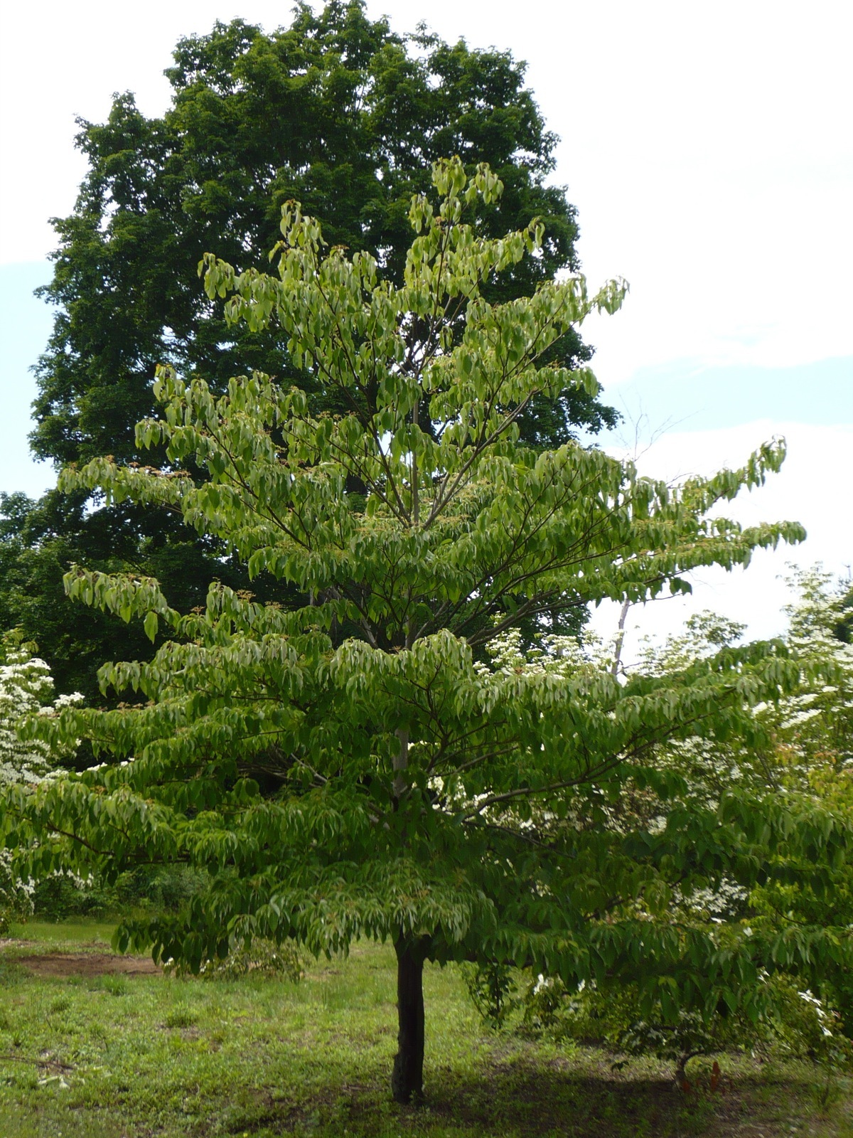 Giant Dogwood, Cornus controversa, Tree Seeds