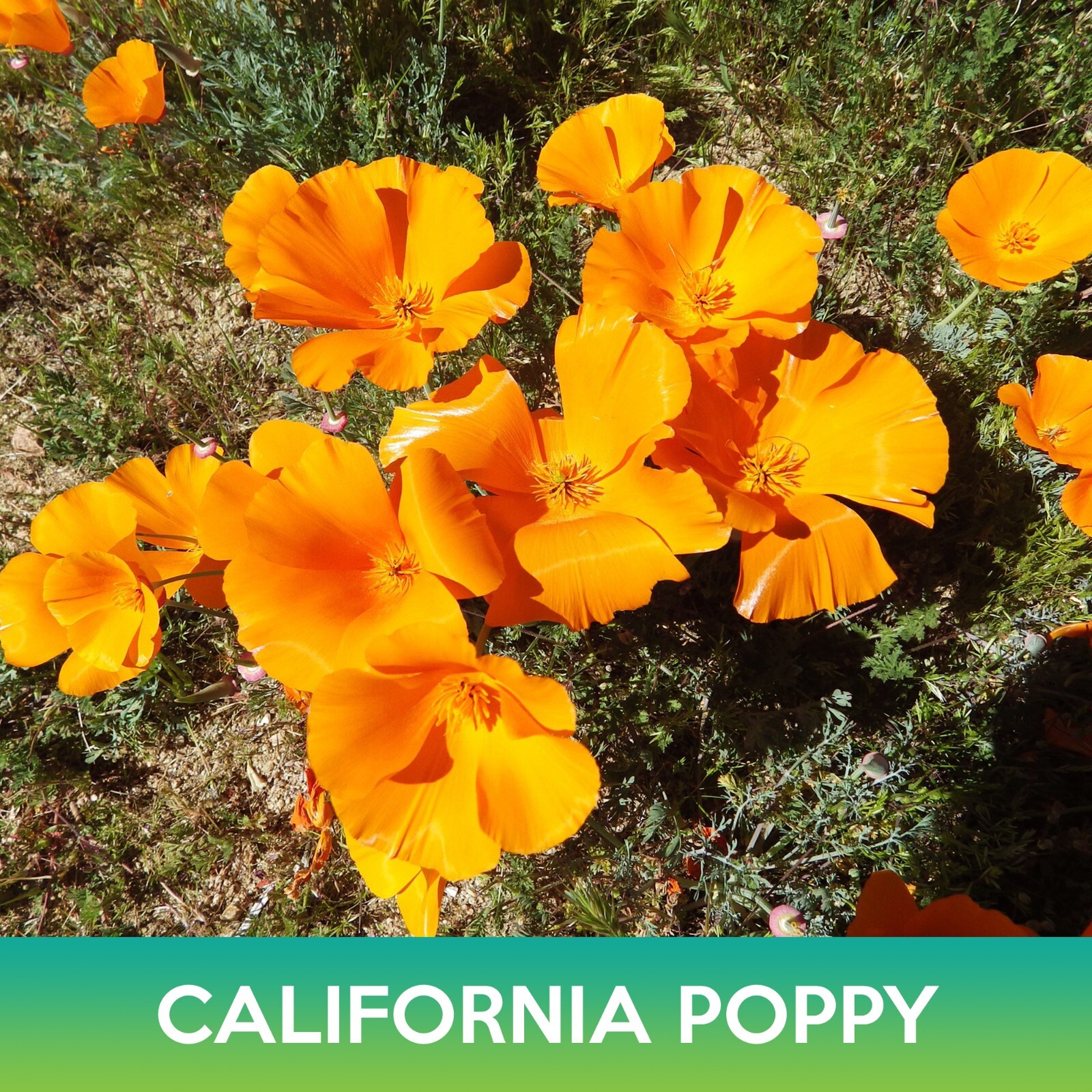 California Poppy Seeds, Eschscholzia californica