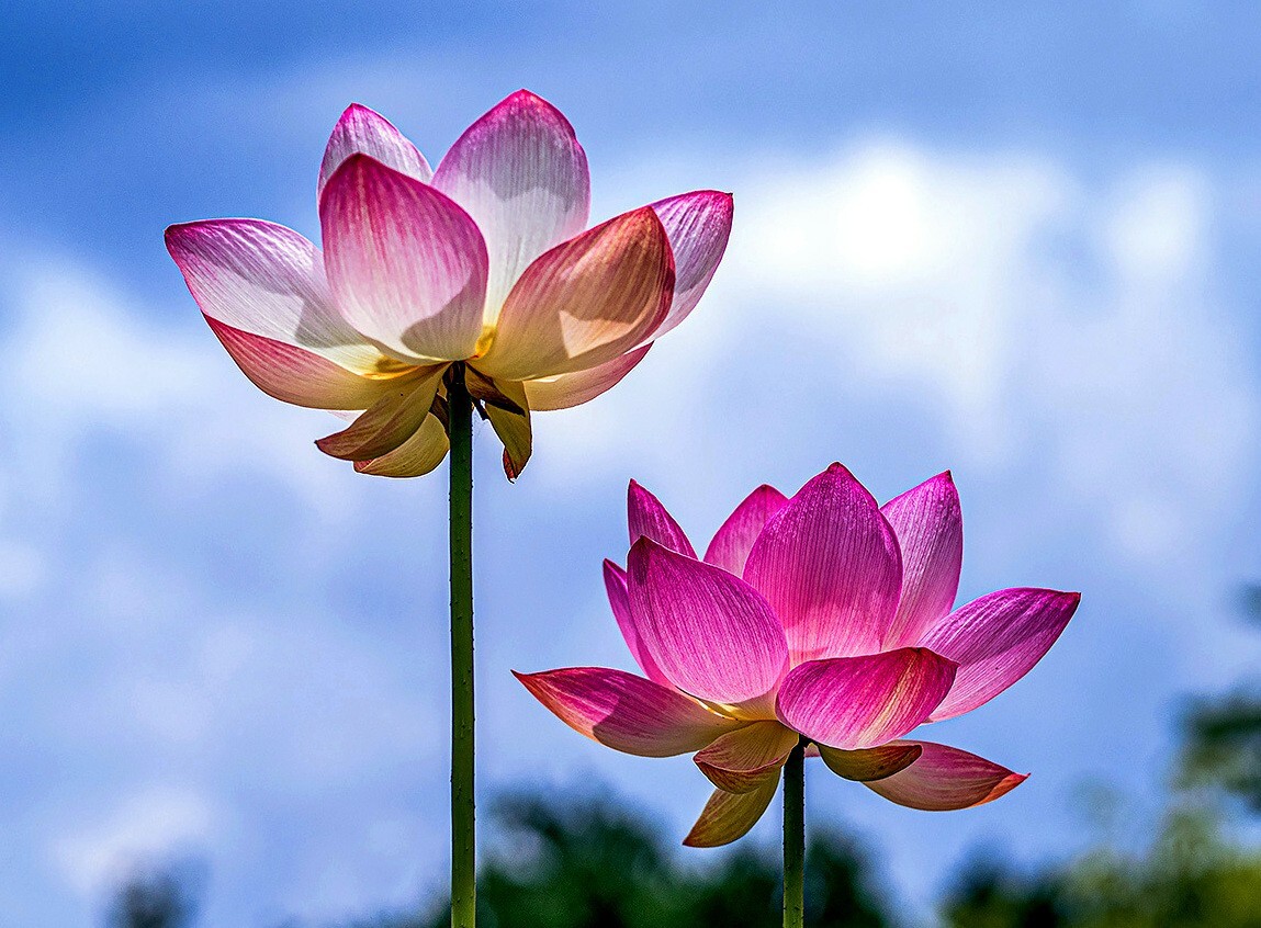 Sacred Lotus Flower Seeds (Nelumbo nucifera) Edible Aquatic Water Lily Plant