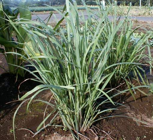 MPB#13 Lemon Grass Seeds Lemon grass East Indian 100 Herb Seeds