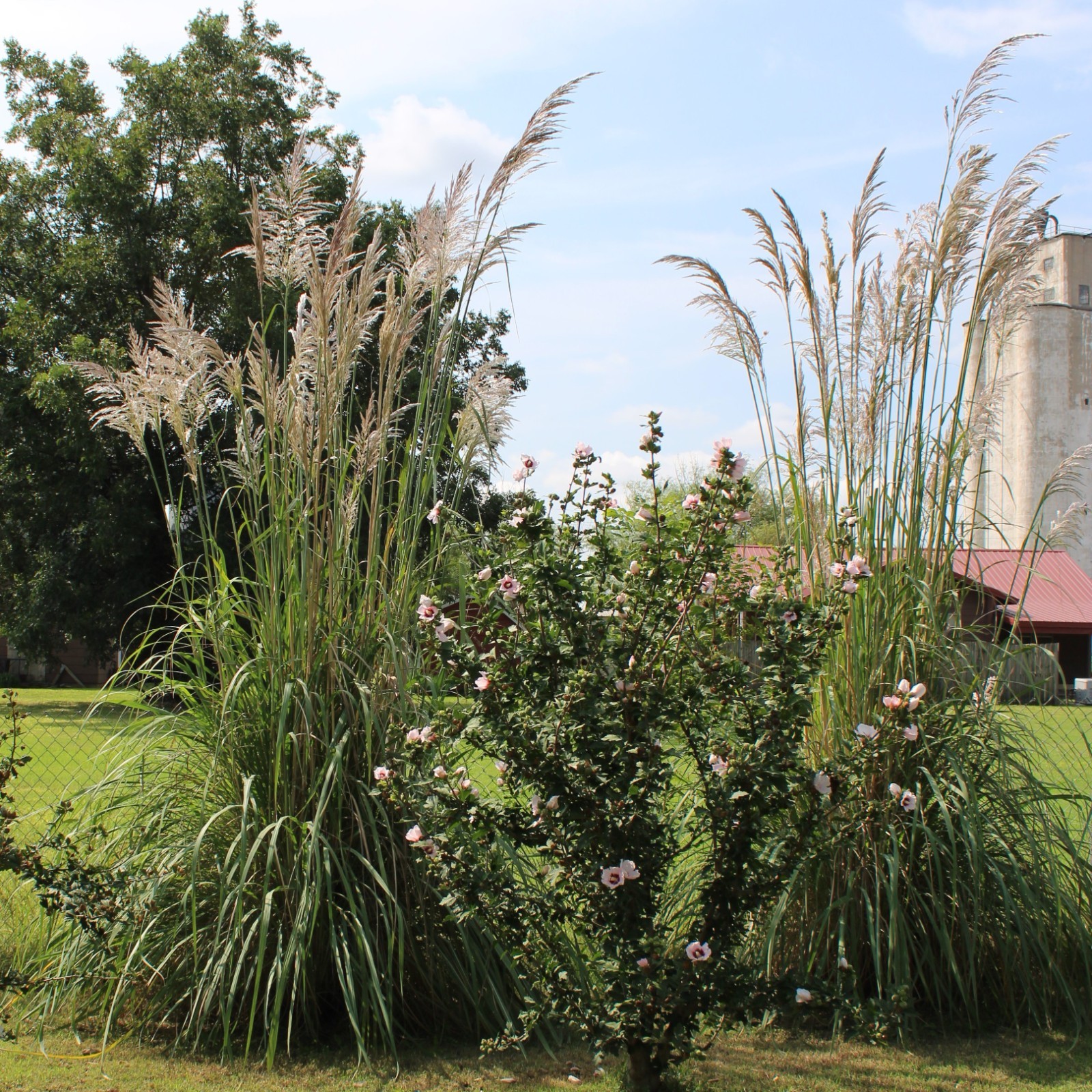 1000+ Ornamental Pampas Grass Seeds Perennial Drought Hardy Fast Growers 10 Feet