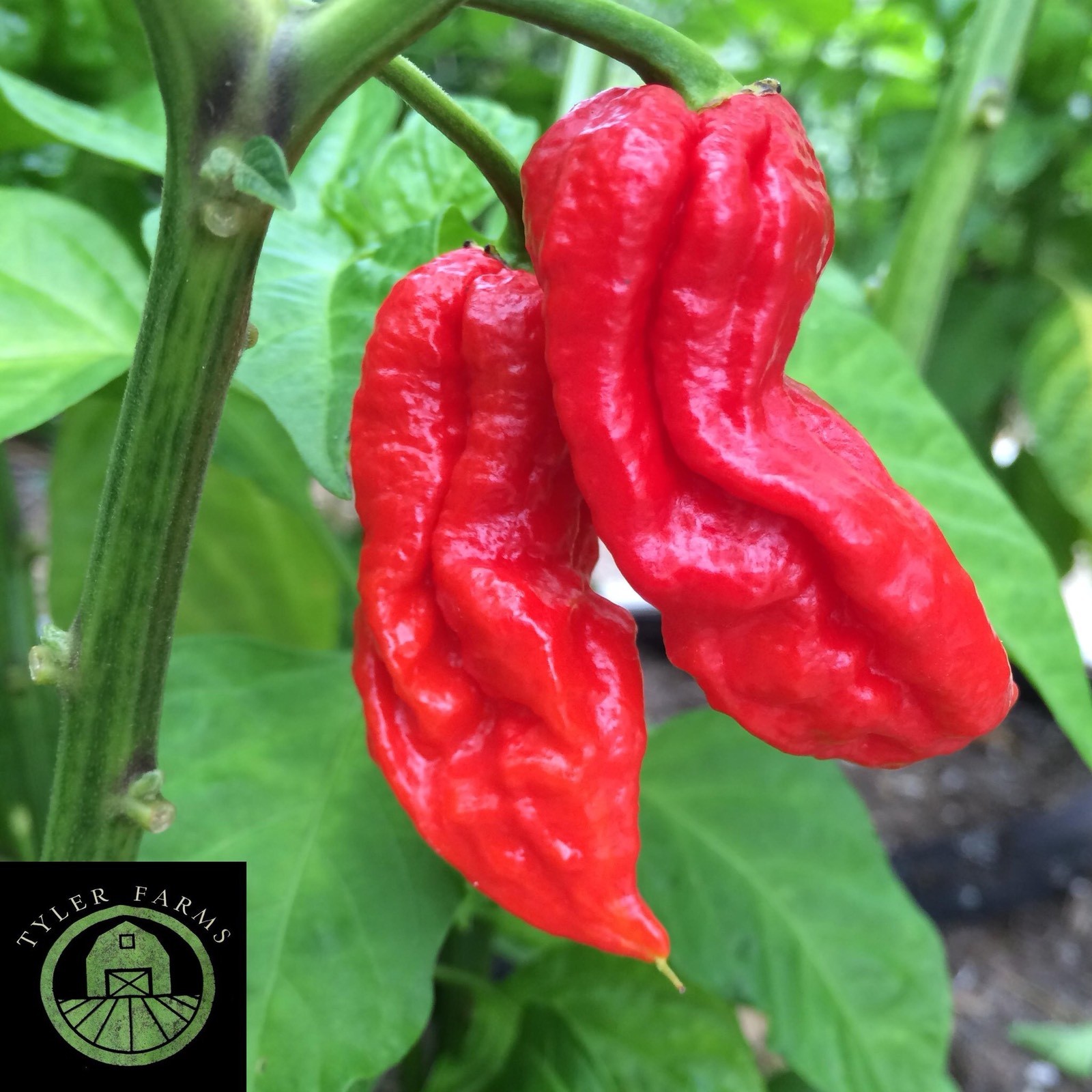 10+ Red Ghost Pepper (Bhut Jolokia) Seeds (Hot, organic chili, chile)
