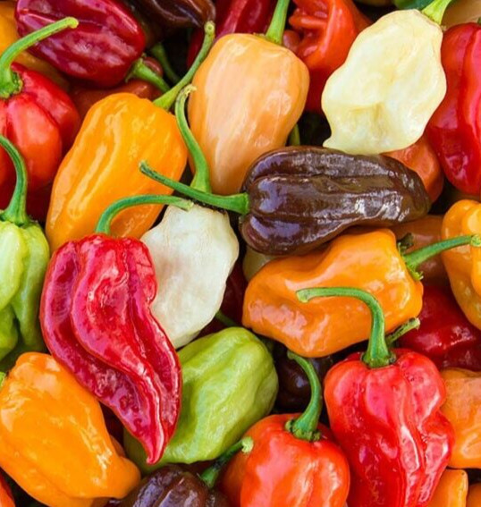RAINBOW HABANERO PEPPER SEEDS MIX 50+ HOT red YELLOW chocolate WHITE orange