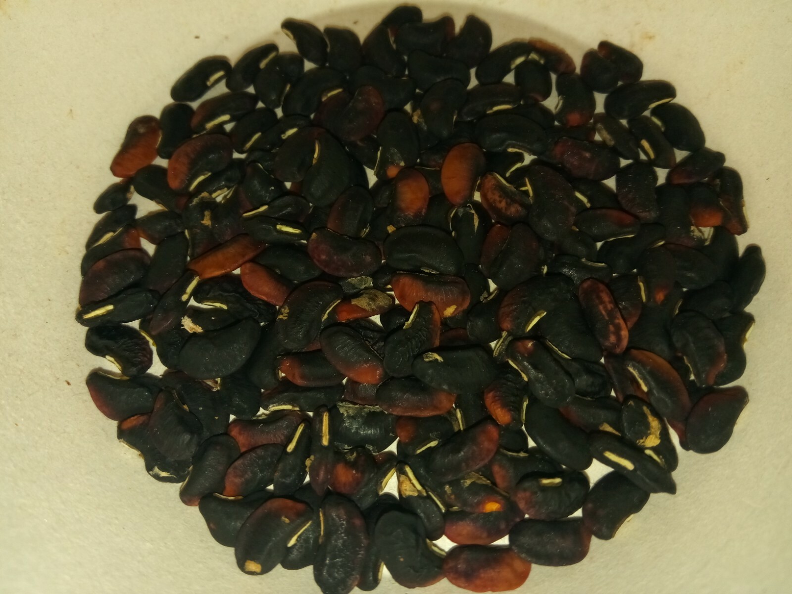 15 Organic Asian Long Bean Seeds (Early,Pale green,Skinny,Very long Variety)