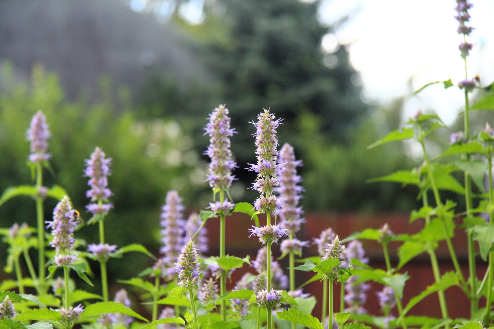 5 TRUE PATCHOULI Shrub Fragrant Patchouly Pogostemon Cablin Herb Seeds *Comb S/H