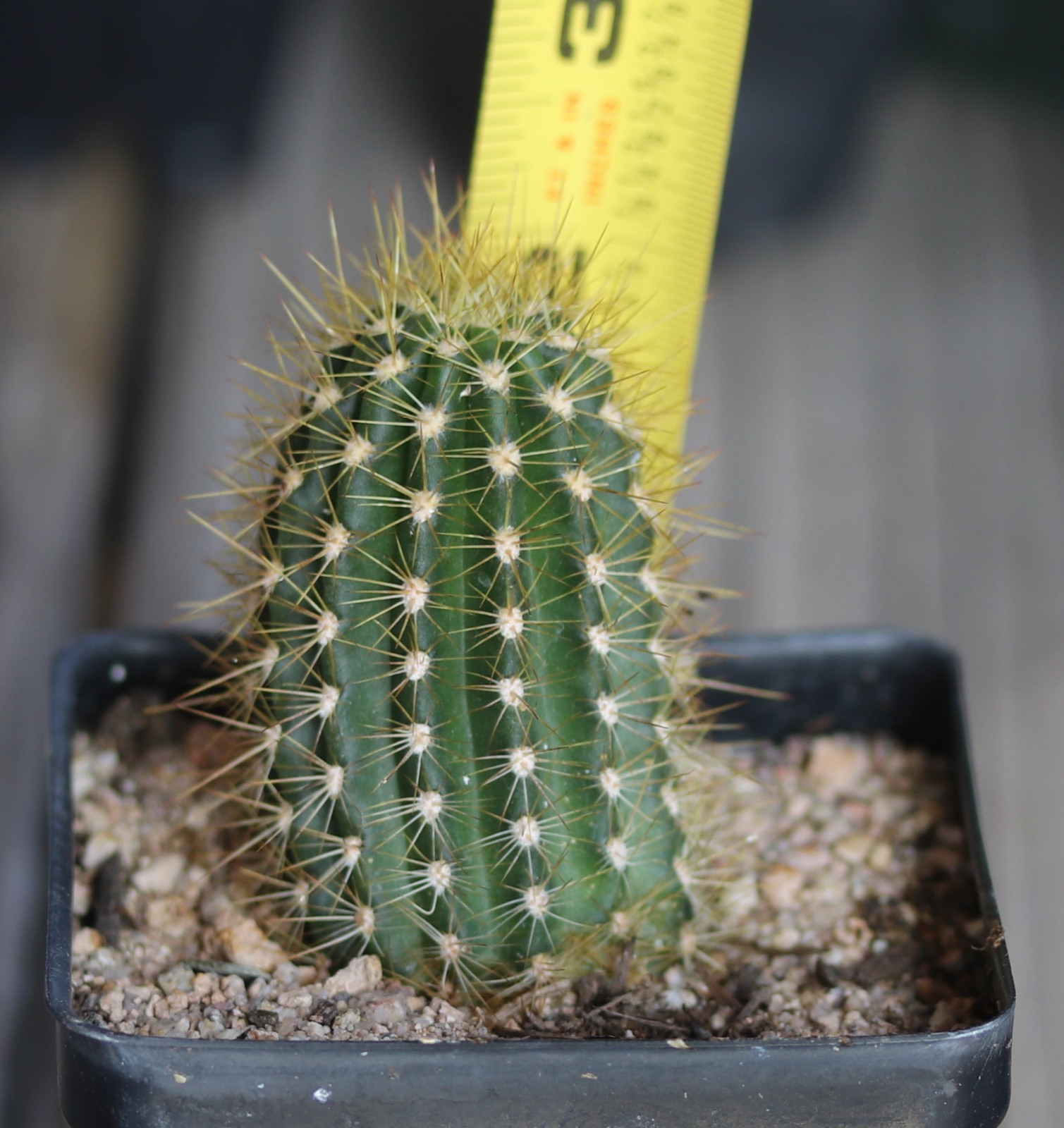 Tricho hybrid ‘Sweet Aloha’
