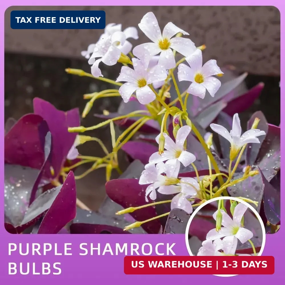 Purple Shamrock Bulbs 12 Pcs Good Luck Purple Oxalis Bulbs for Planting Indoor a